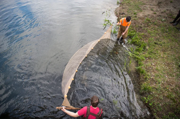 Students seining on Emporia State's Wooster Lake