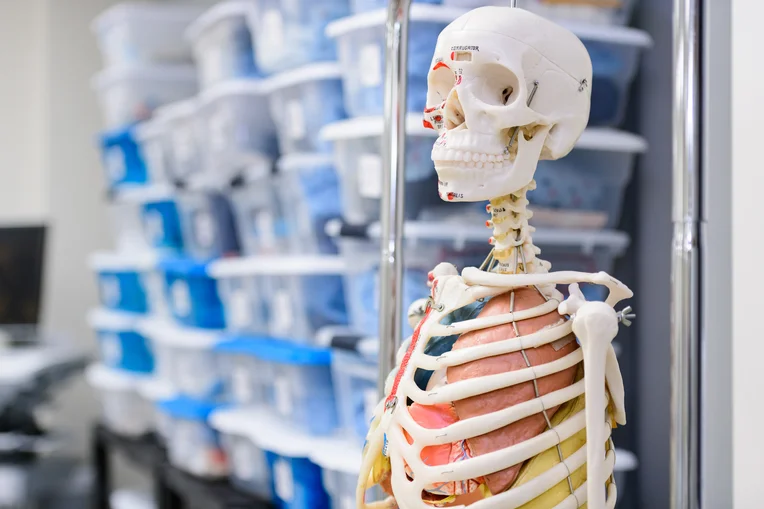 Skeletal Model in ESU's Nursing Department