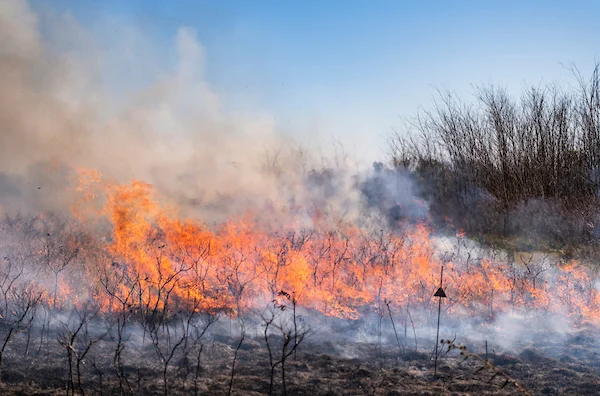 Grass fire