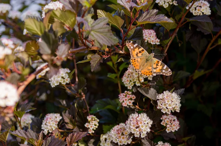 Butterfly on flowers